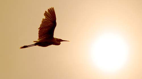 photo: Egret flying in front of the sun