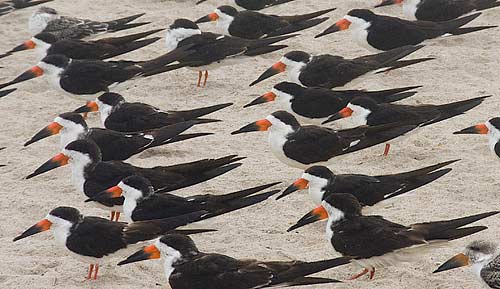 photo of identical-looking birds huddled close together