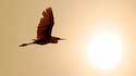2007_32 Flying heron
