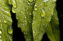 2007_33 Rain on ferns