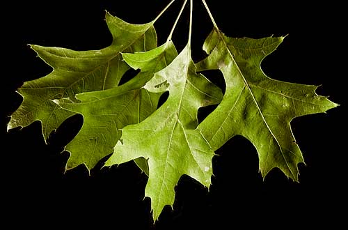 Photo: pin oak leaves