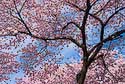 2008_14 Cherry blossoms