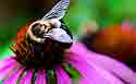 2009_30 Bumblebee