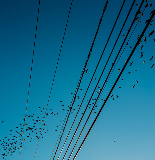2013-47 Starlings, Wires