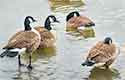 2013-03 Canadian geese...