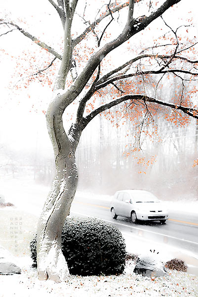 tree in snowfall