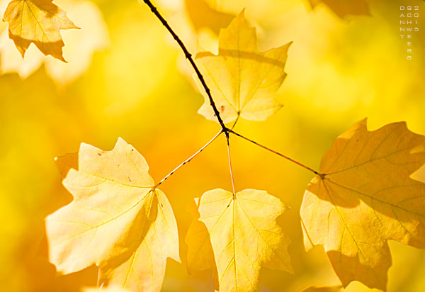 Yellow Fall Norwegain Maple Leaves