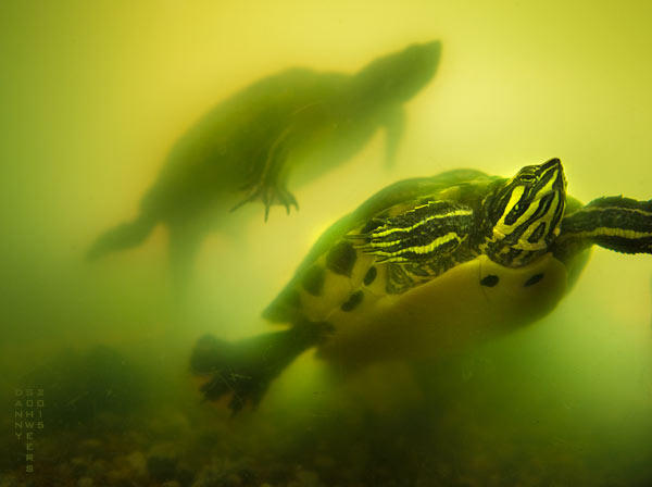 Turtles in a classroom at St. Anne's Episcopal School, Middletown, Delaware