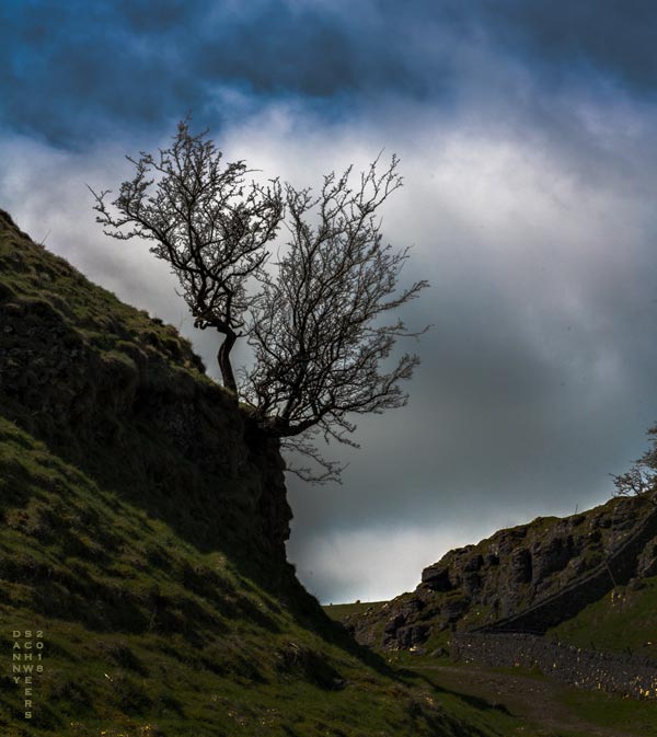 Photo of lonely tree in Cave Dale, Derbyshire, England. Copyright Danny N. Schweers, 2018.