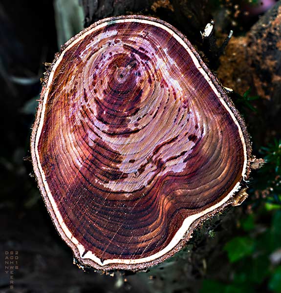 Yew Tree Trunk with 36 rings