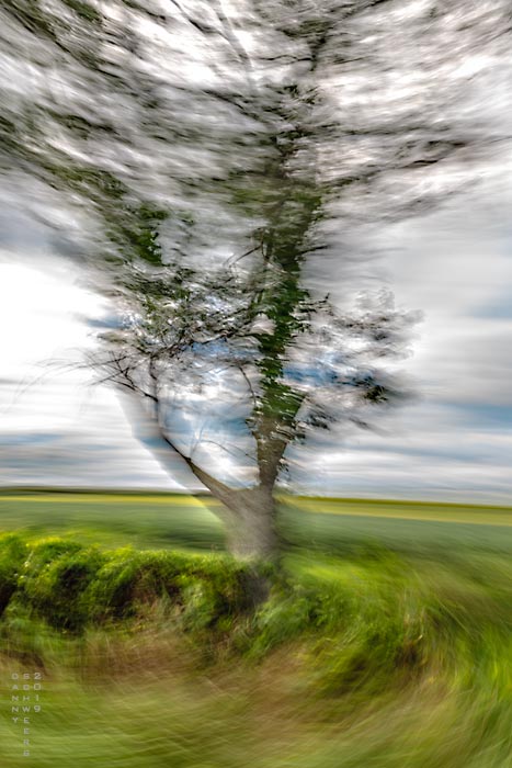 Photo of a tree in Lancaster County, Pennsylvania taken from a moving train on the Strasburg Rail Road, photo by Danny N. Schweers copyright 2019