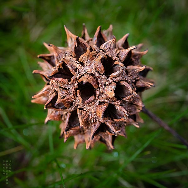 Photo of sweetgum seed pod, copyright Danny N. Schweers, 2020