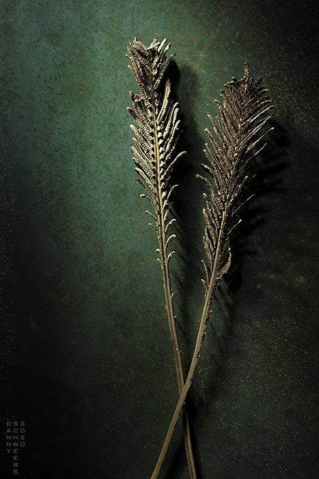 Photo of Dried Fern Fronds copyright Danny N. Schweers, 2020