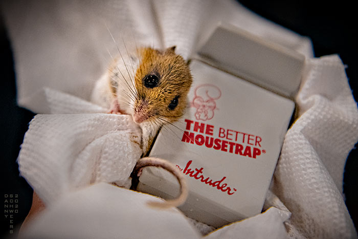 Photo of trapped mouse by Danny N. Schweers