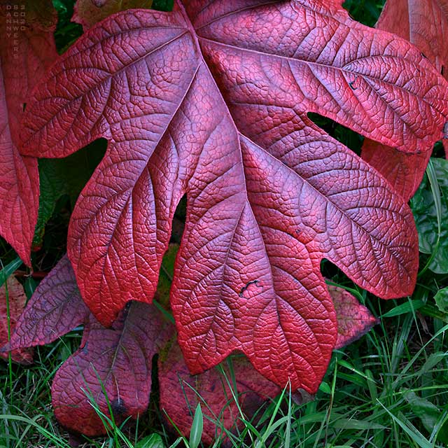 Photo of a very red oakleaf hydrangea in the fall, Arden, Delaware by Danny N. Schweers