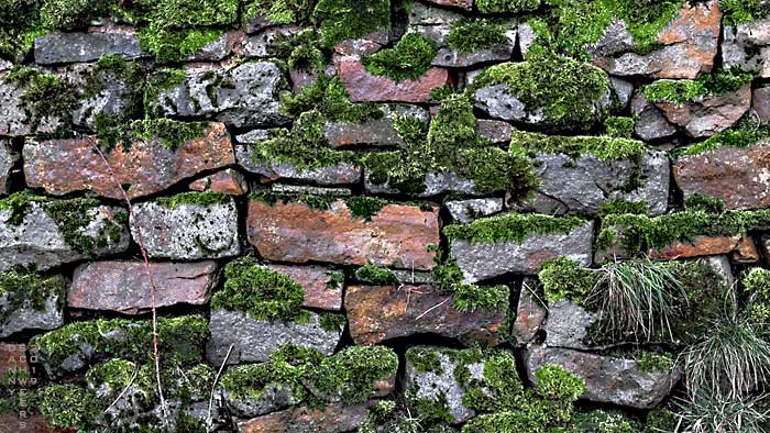Photo of moss, grass, and briar growing in a dry-set rock wall beside Back Lane, Warslow, Staffordshire, England, in the Peak District by Danny N. Schweers, 2019
