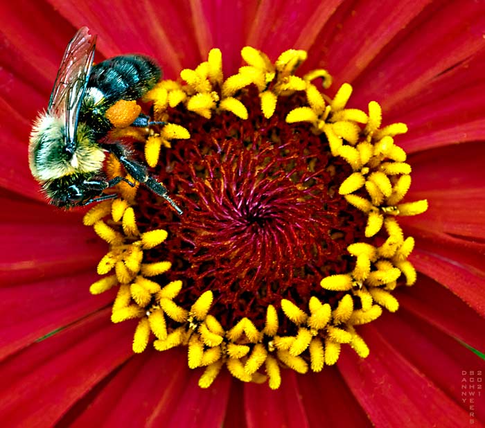 Photo of a bumblebee on a zinnia in Arden, Delaware copyright 2021 by Danny N. Schweers