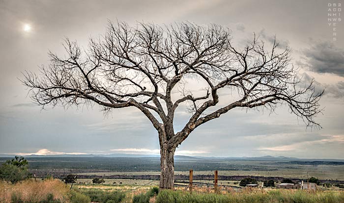 Photo of a tree overlooking the Rio Grande Gorge near Taos, New Mexico, copyright 2015 by Danny N. Schweers.