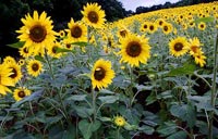 2009_28 Sunflowers